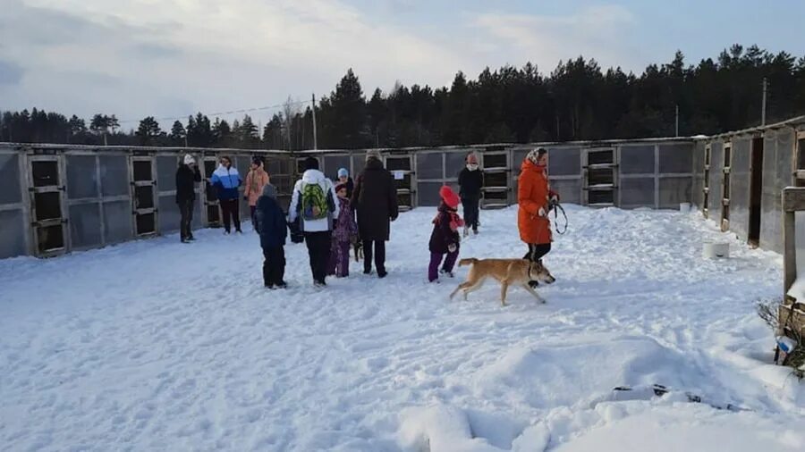 Приют ковчег ярославль заволжский район фото В Ярославле могут снести старейший приют для животных - Вести Ярославль