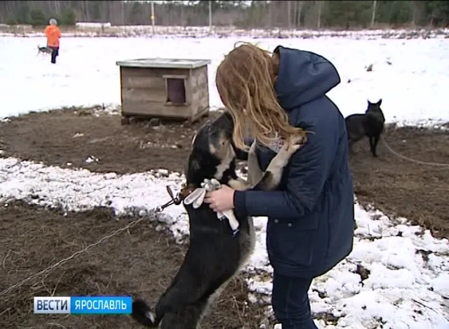 Приют ковчег ярославль заволжский район фото Команда "Вестей" помогла приюту для бездомных животных "Ковчег" - Вести Ярославл