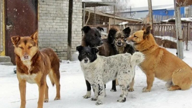 Приют ласка барнаул собаки фото Отравили семь собак из барнаульского приюта бездомных животных "Ласка": Яндекс.Н