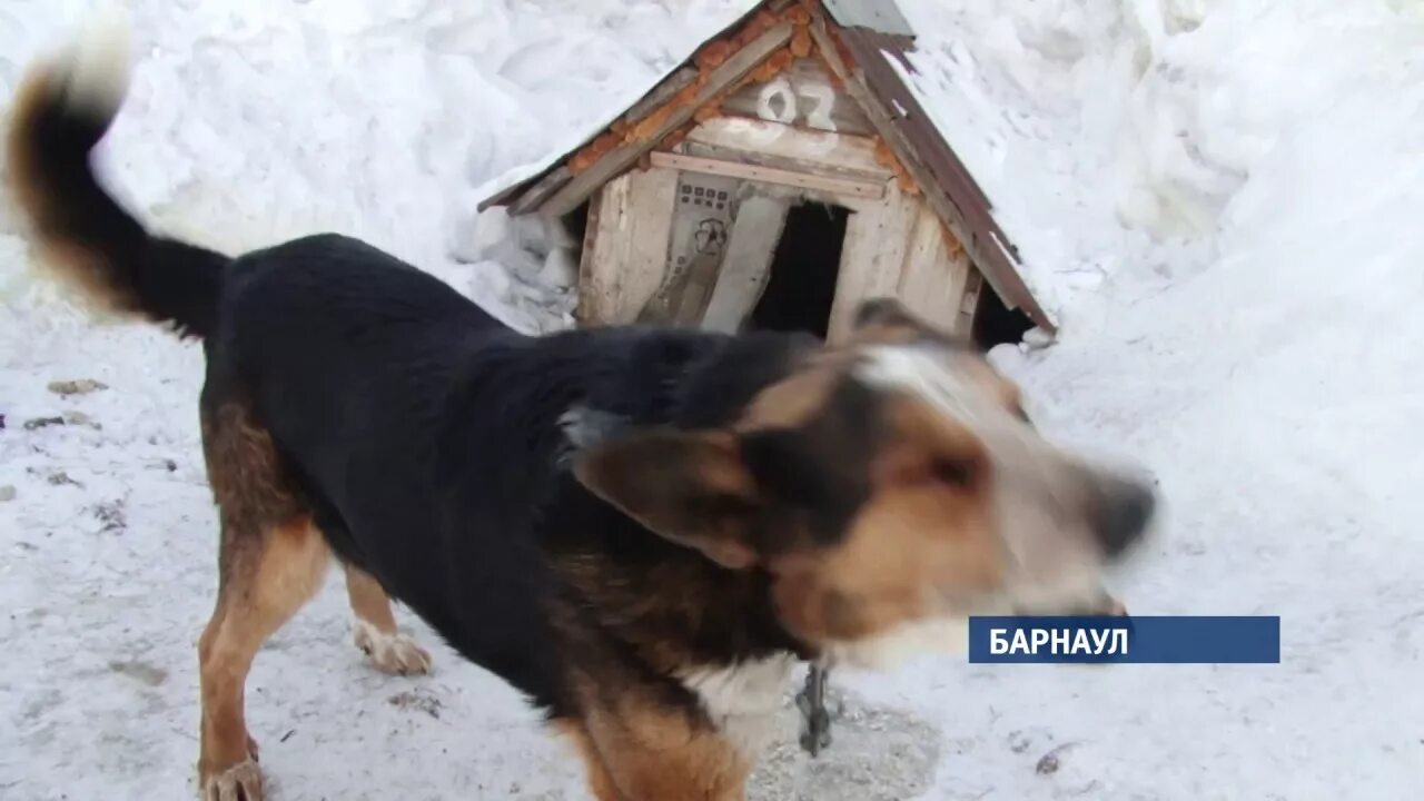 Приют ласка барнаул собаки фото Кому и зачем понадобилось травить собак из приюта "Ласка"? - YouTube