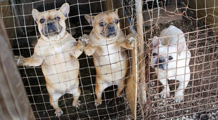 Приют маленьких собак фото 10,000 Puppy Mills in the US