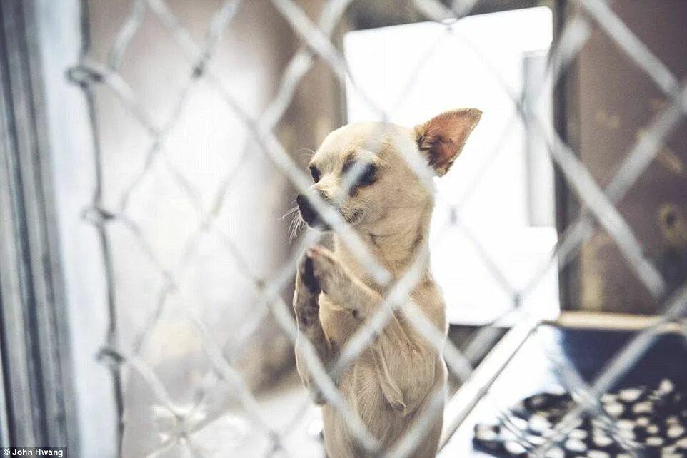 Приют маленьких собак фото The orphaned puppy who prayed for a home Chihuahua, Cute puppies, Puppies