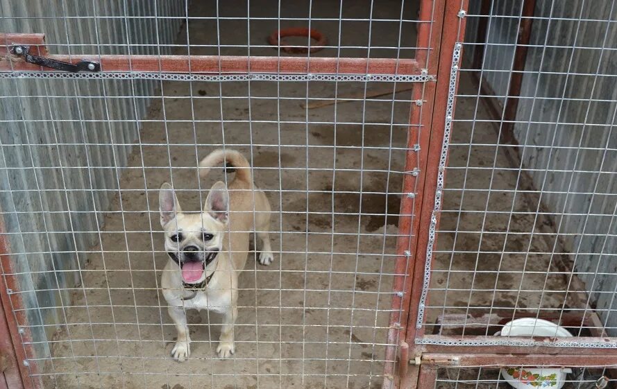 Приют собак в рязани фото Волонтеры Тамбовского филиала РАНХиГС помогли приюту для животных "Доброе сердце