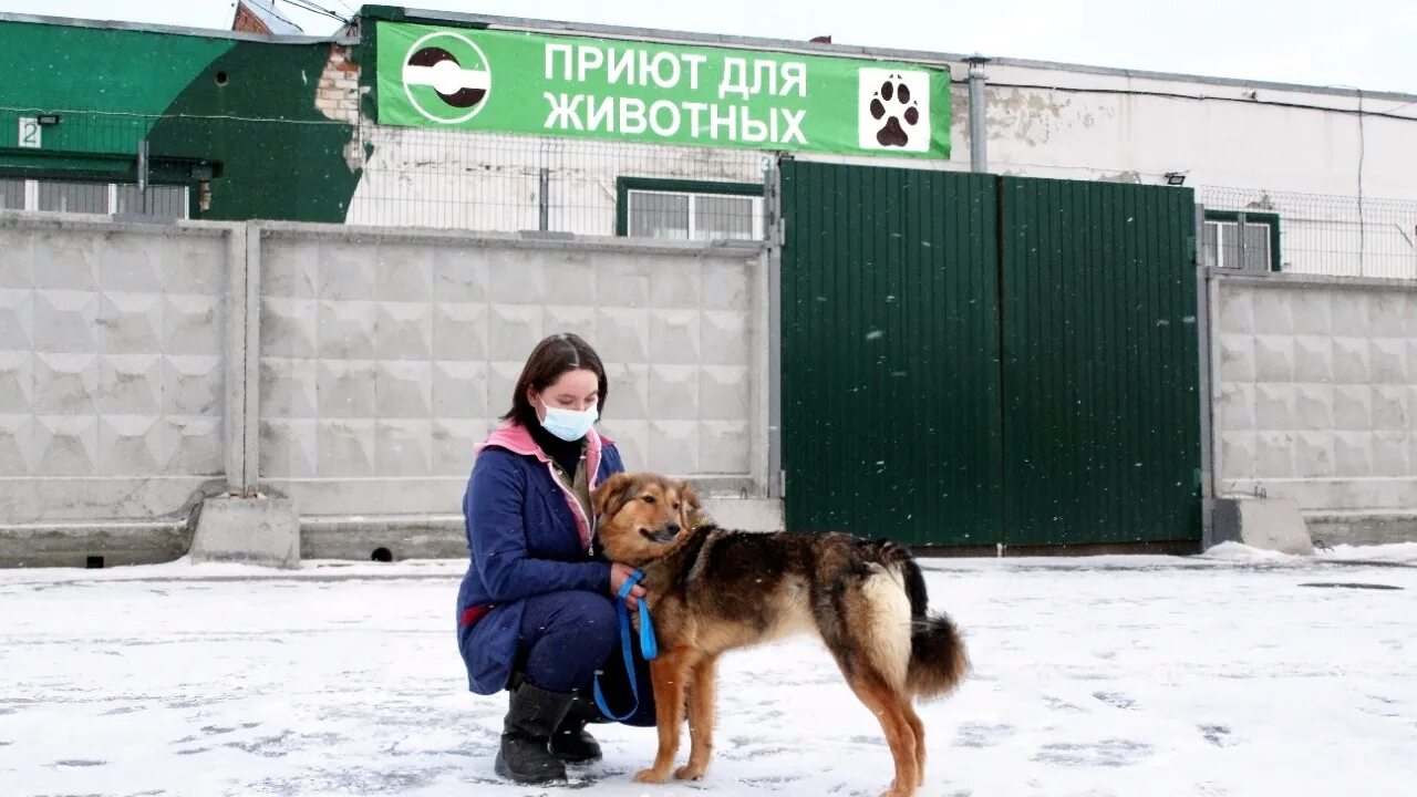 Приюты для животных екатеринбург фото Бродячие Псы: последние новости на сегодня, самые свежие сведения Е1.ру - новост