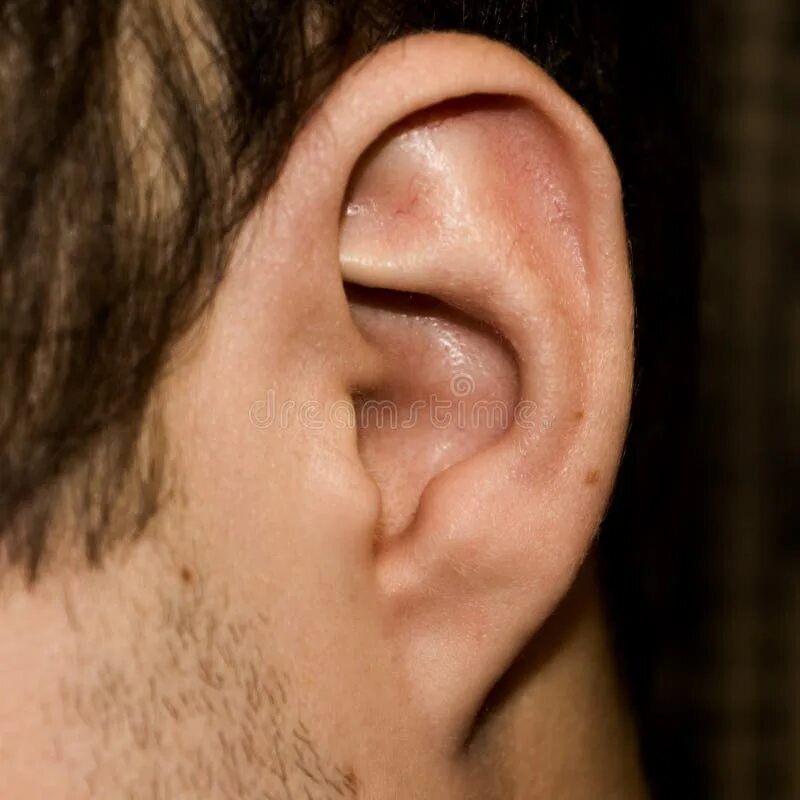 Признак франка на мочке уха фото Male Ear. Adherent Earlobe Close-up Stock Image - Image of gene, male: 105879023