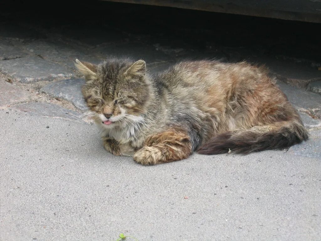 Признаки бешенства у кошек фото A sick cat William Whyte Flickr