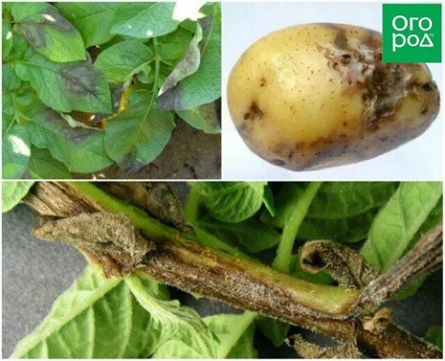 Признаки фитофторы на картофеле фото Чем болеет картофель Fruit, Potatoes, Growing