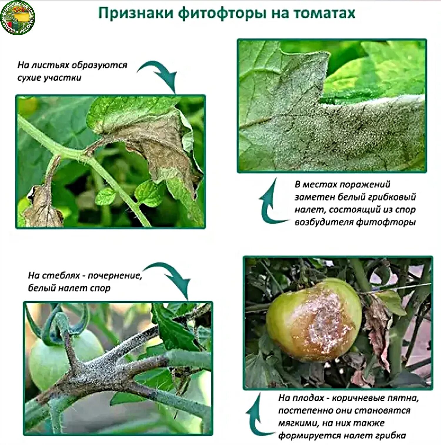 Признаки фитофторы на помидорах фото Картинки ПЕРВЫЕ ПРИЗНАКИ ФИТОФТОРЫ НА ПОМИДОРАХ