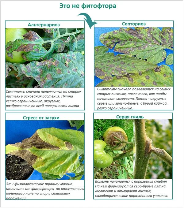 Признаки фитофторы на помидорах фото Фитофтора на помидорах: как бороться, описание и лечение болезни с фото