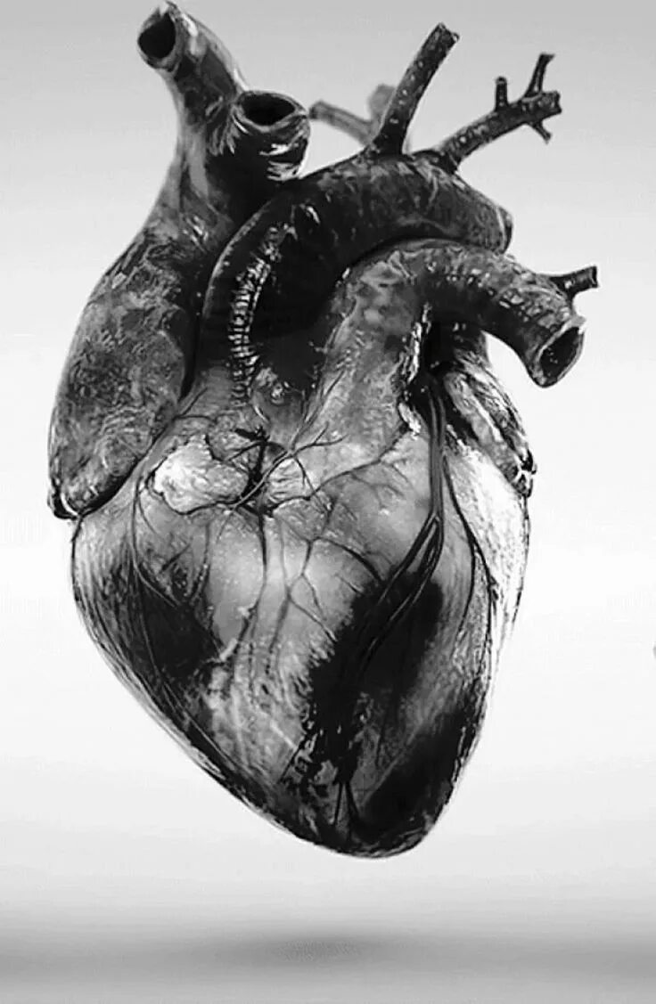 Признаки фото сердца Medical Print Black & White Human Heart poster Picture Etsy Anatomical heart art