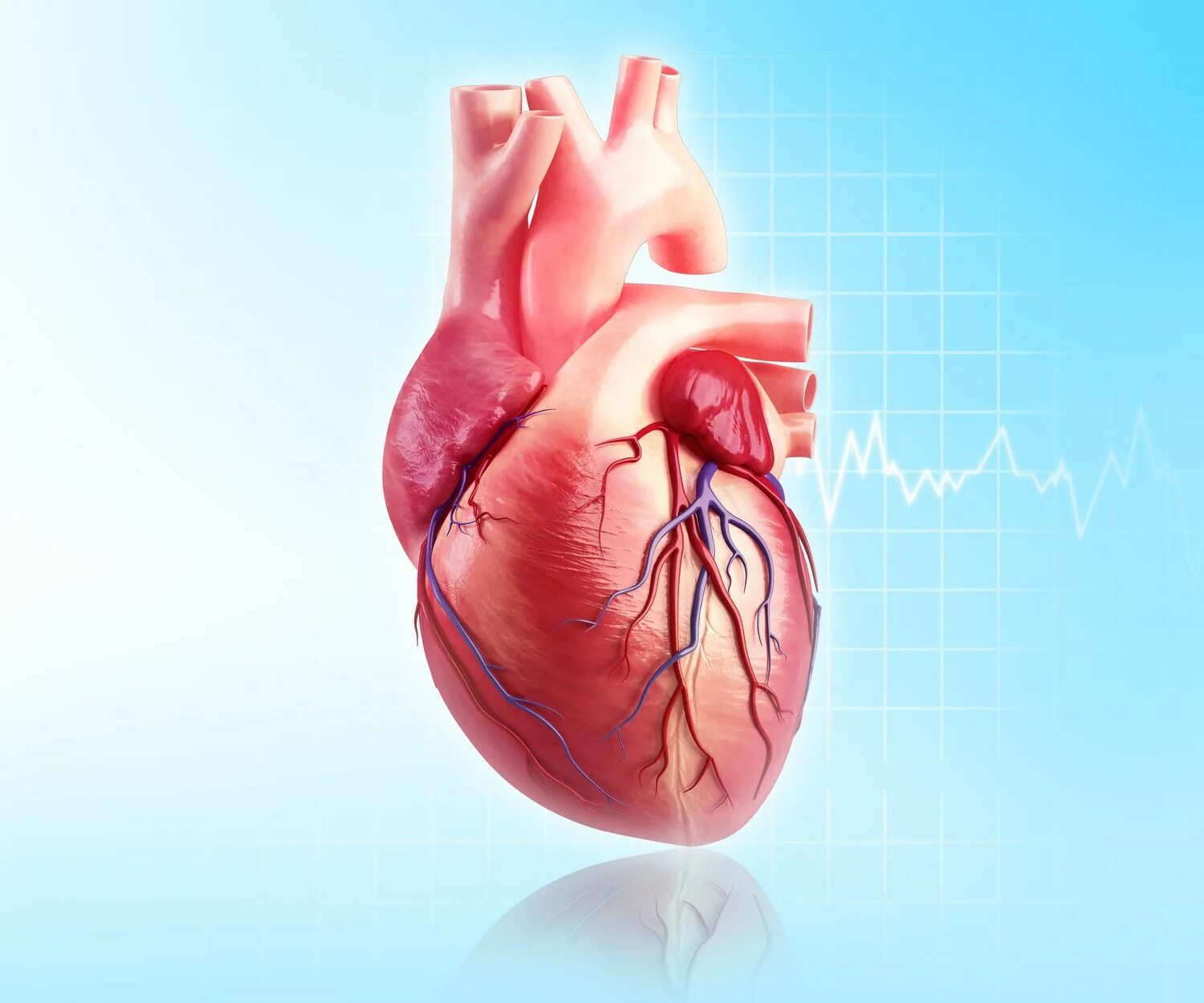 Признаки фото сердца Left Coronary Artery: Anatomy, Function, and Significance