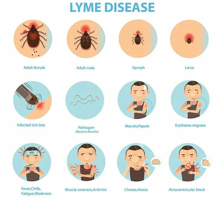 Признаки лайма симптомы у человека фото 6 Scary Reasons Your Joints Hurt Lyme disease, Deer tick bite, Deer ticks