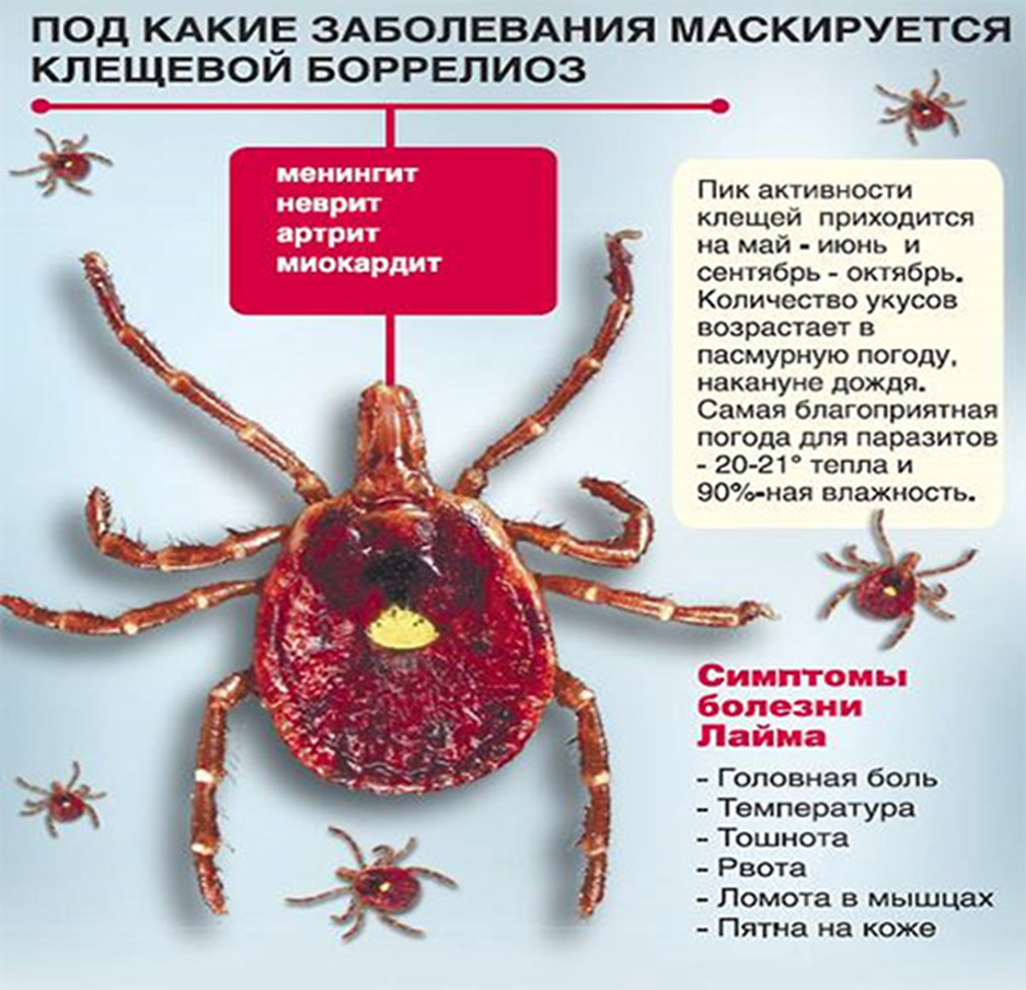 Признаки лайма симптомы у человека фото В сезон сбора ягод и грибов не забудьте о профилактике клещевых инфекций - "Моги