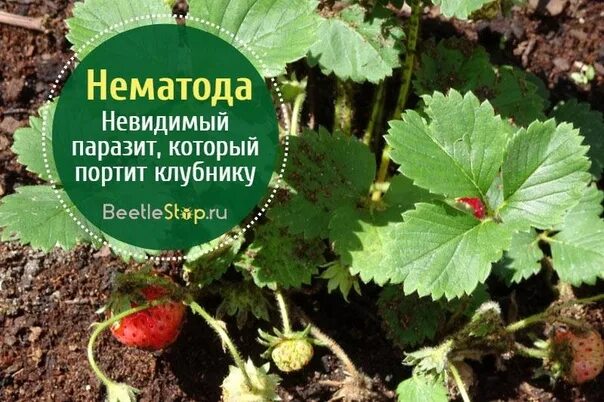 Признаки нематоды на клубнике фото и описание Нематода на клубнике методы борьбы препараты - найдено 88 картинок