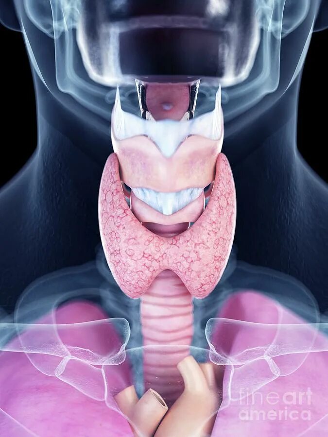 Признаки рака горла и гортани фото Illustration Of The Thyroid Gland #4 Photograph by Sebastian Kaulitzki/science P