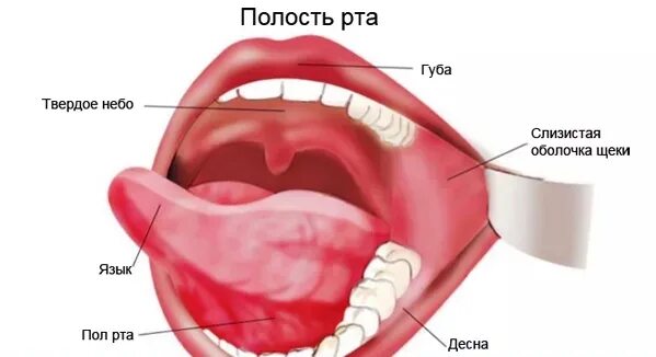 Признаки рака полости рта симптомы фото о слизистой полости рта расскажет в нашей статье врач-стоматолог-терапевт заведу