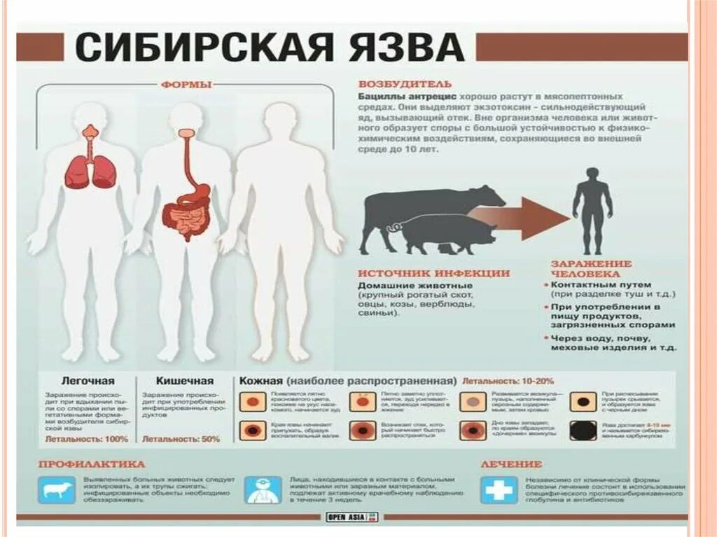 Признаки сибирской язвы фото Сибирская язва - Официальный сайт органов местного самоуправления