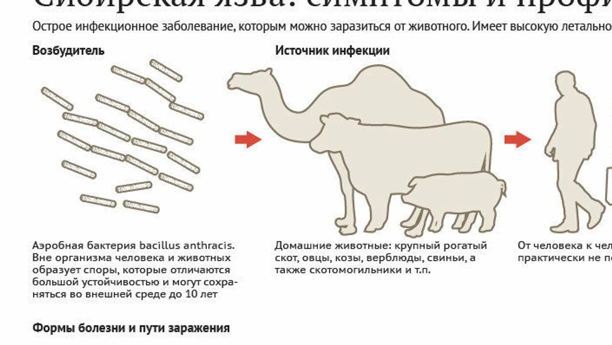 Признаки сибирской язвы фото Сибирская язва - симптомы и как лечить?