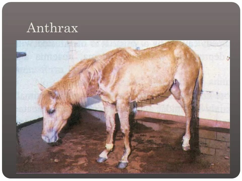 Признаки сибирской язвы у человека фото Animal Science I Unit 33 Diseases and Parasites of Horses. - ppt download