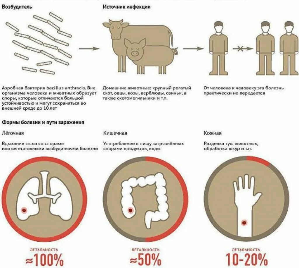 Признаки сибирской язвы у человека фото Осторожно: сибирская язва! - БУ "Красночетайская районная больница" Минздрава Чу