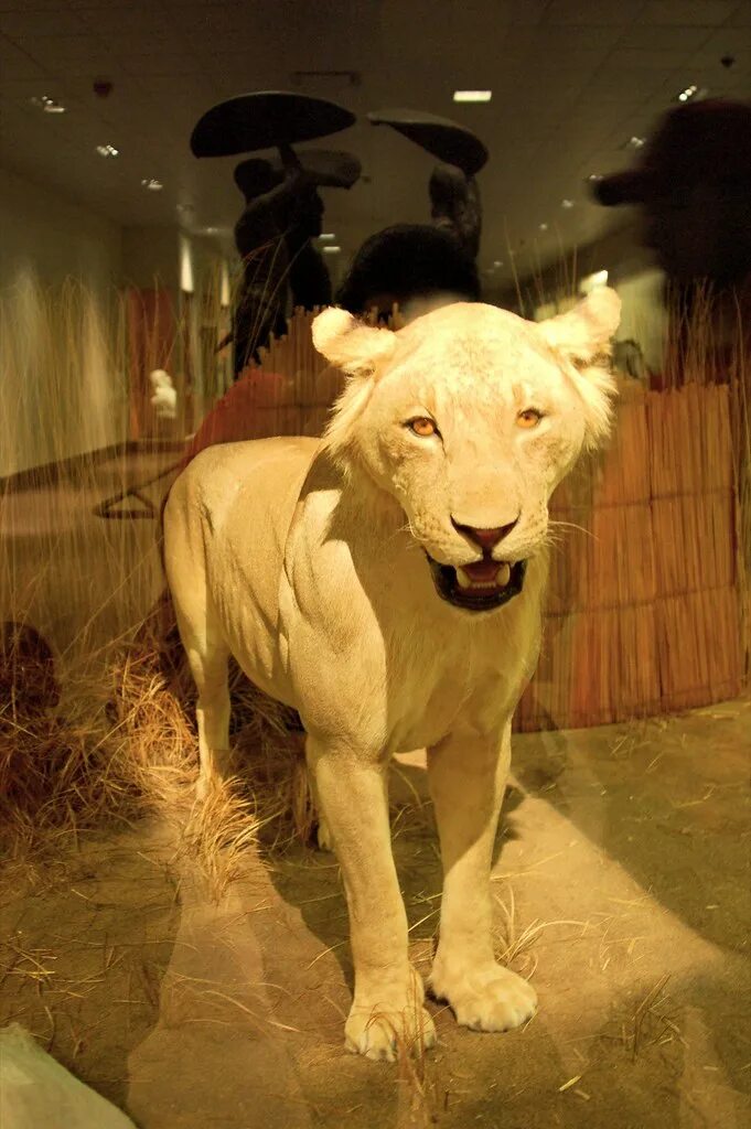 Призрак и тьма фото львов Man-eater of Mfuwe The largest man-eating lion on record, . Flickr