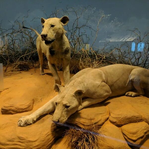 Призрак и тьма фото львов The Man-Eaters Of Tsavo - 4 tips from 129 visitors