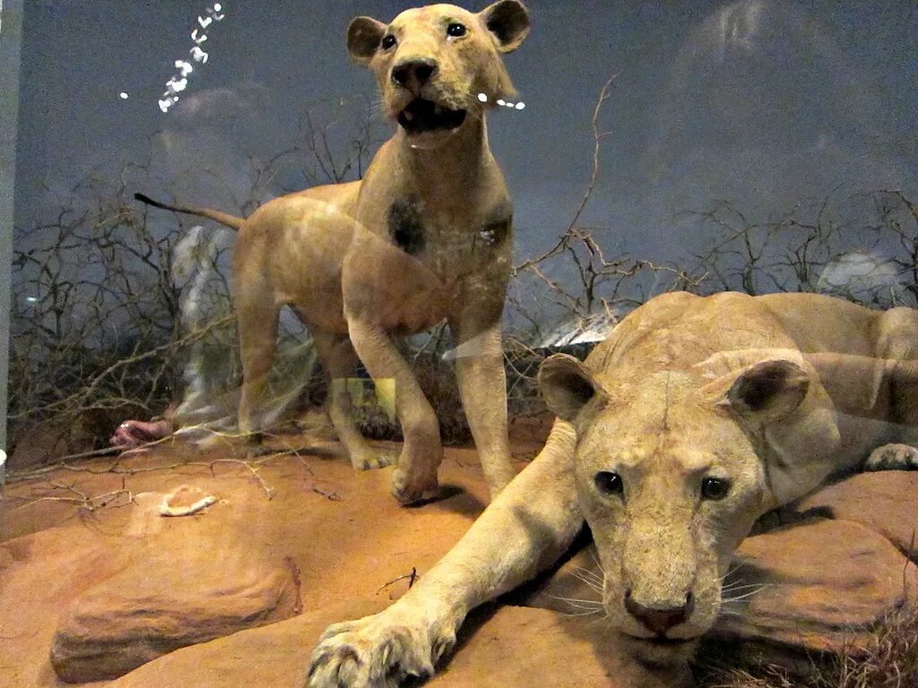 Призрак и тьма фото львов Field Museum: Tsavo Man-Eaters Tsavo Man-Eaters at the Fie. Flickr