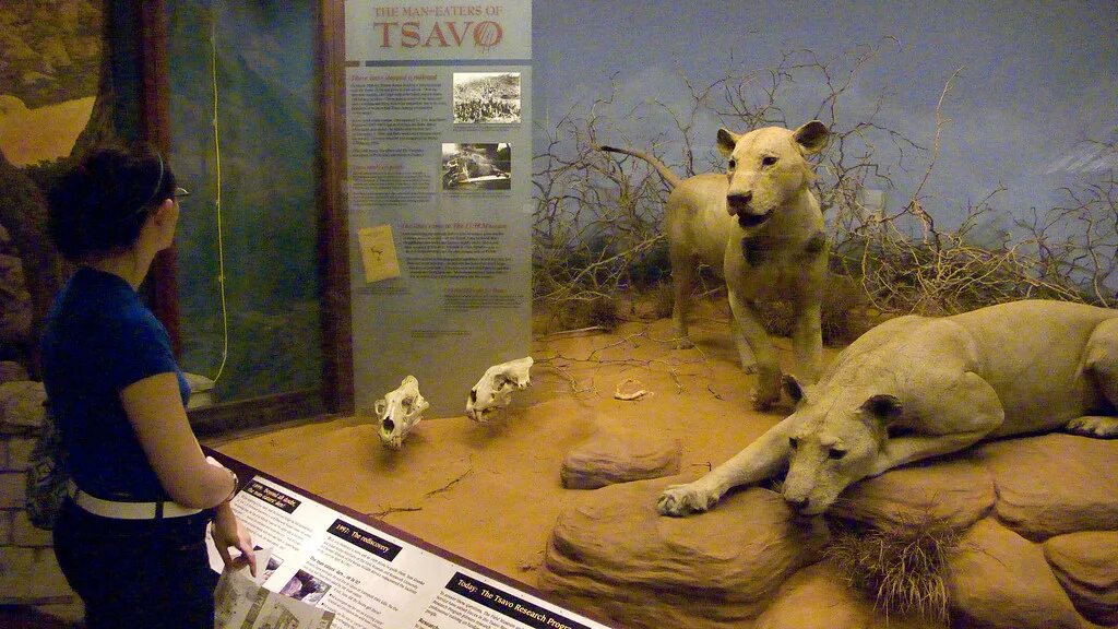 Призрак и тьма фото львов Lee vs the Man Eating Lions of Tsavo Benjamin Lim Flickr