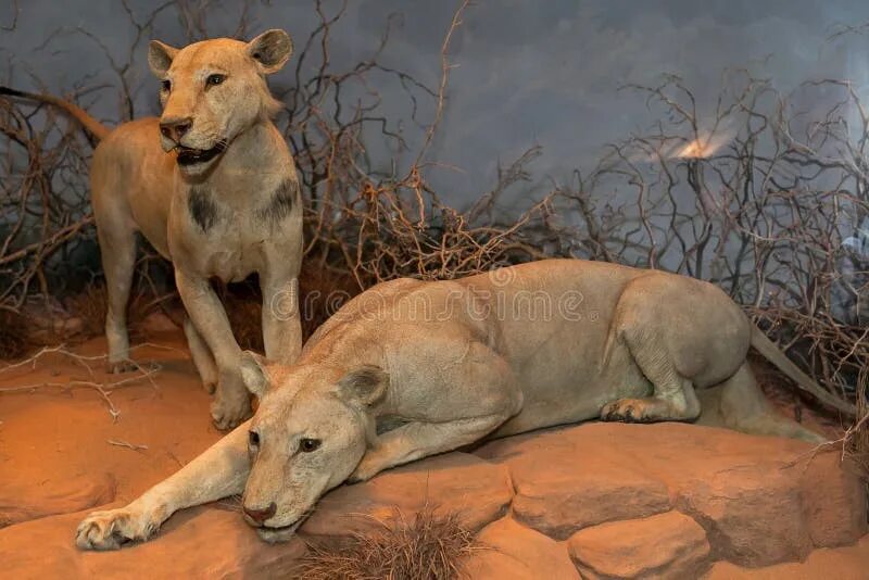 Призрак и тьма фото львов Lion Display in the Field Museum Editorial Photography - Image of field, lion: 8