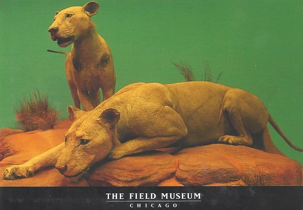 Призрак и тьма фото львов The two stuffed lions on display at Chicago's Field Museum are known as The Ghos