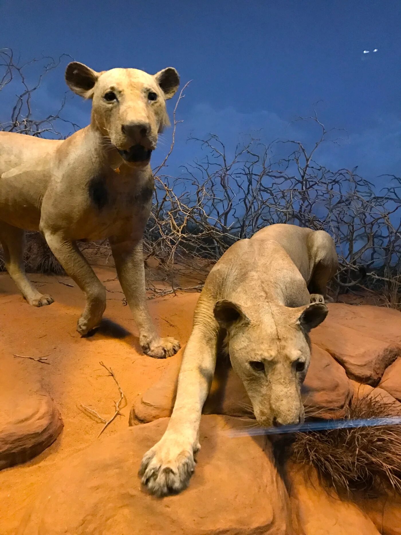 Призрак и тьма фото львов Have You Met Chicago’s Man-Eating Lions? The Real "Ghost And The Darkness!" Up C