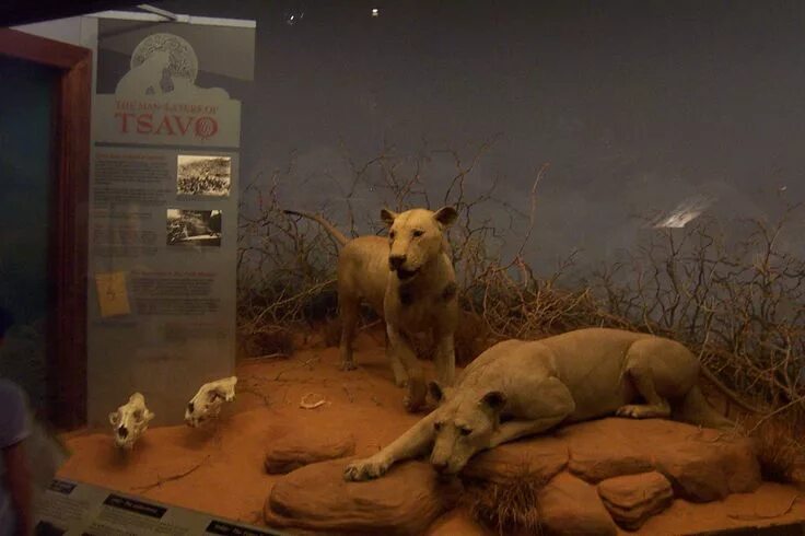 Призрак и тьма фото львов в музее The Tsavo Man-Eaters were a pair of notorious man-eating Tsavo lions responsible