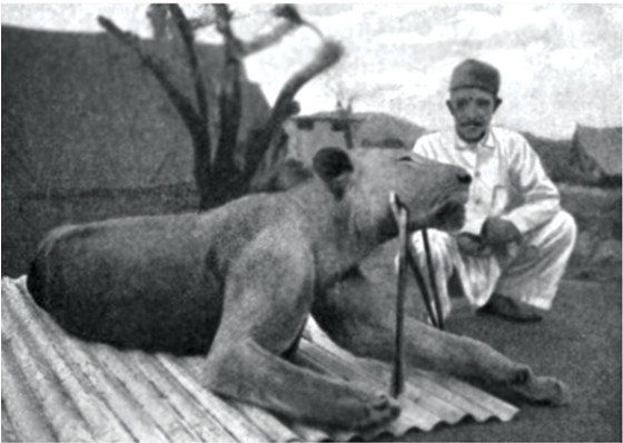 Призрак и тьма фото львов в музее Файл:Second Tsavo lion.png - Википедия