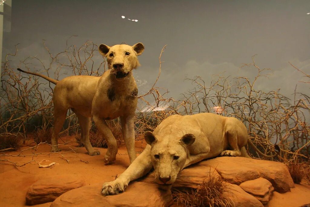 Призрак и тьма фото львов в музее Lions of Tsavo Field Museum. Chicago (city), EUA (USA). m.cavalcanti Flickr