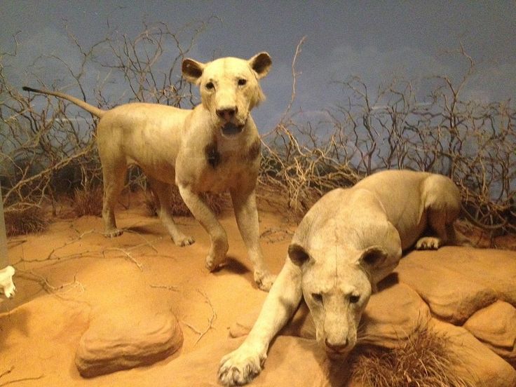 Призрак и тьма фото львов в музее tsavo man eaters African lion, Field museum, Strange history