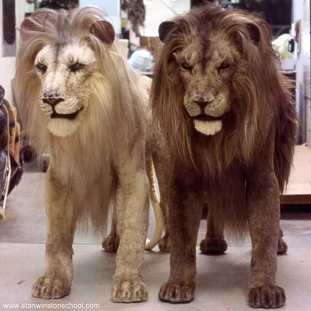 Призрак и тьма фото львов в музее They are called the Ghost and the Darkness. Lion puppets created by Stan Winston