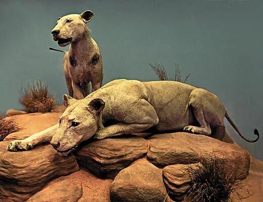 Призрак и тьма львы в реальности фото Man-Eaters of Tsavo Field museum, Field museum chicago, Lions