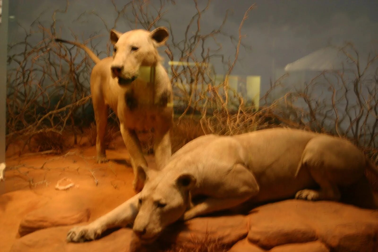 Призрак и тьма львы в реальности фото Lions Field Museum Of Natural History