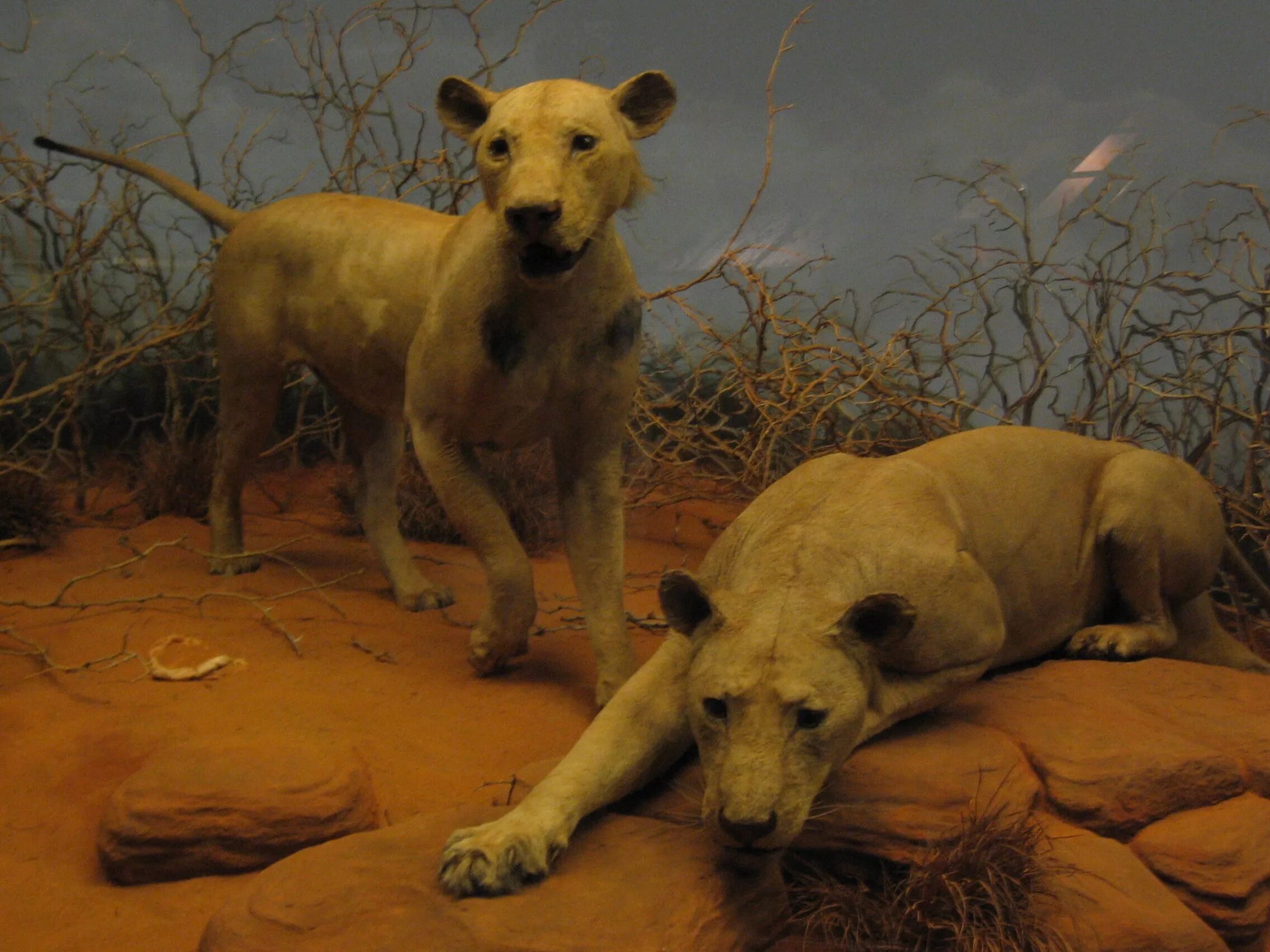 Призрак и тьма львы в реальности фото The Man Eaters of Tsavo i.e. The Ghost in the Darkness. Field museum chicago, Fa