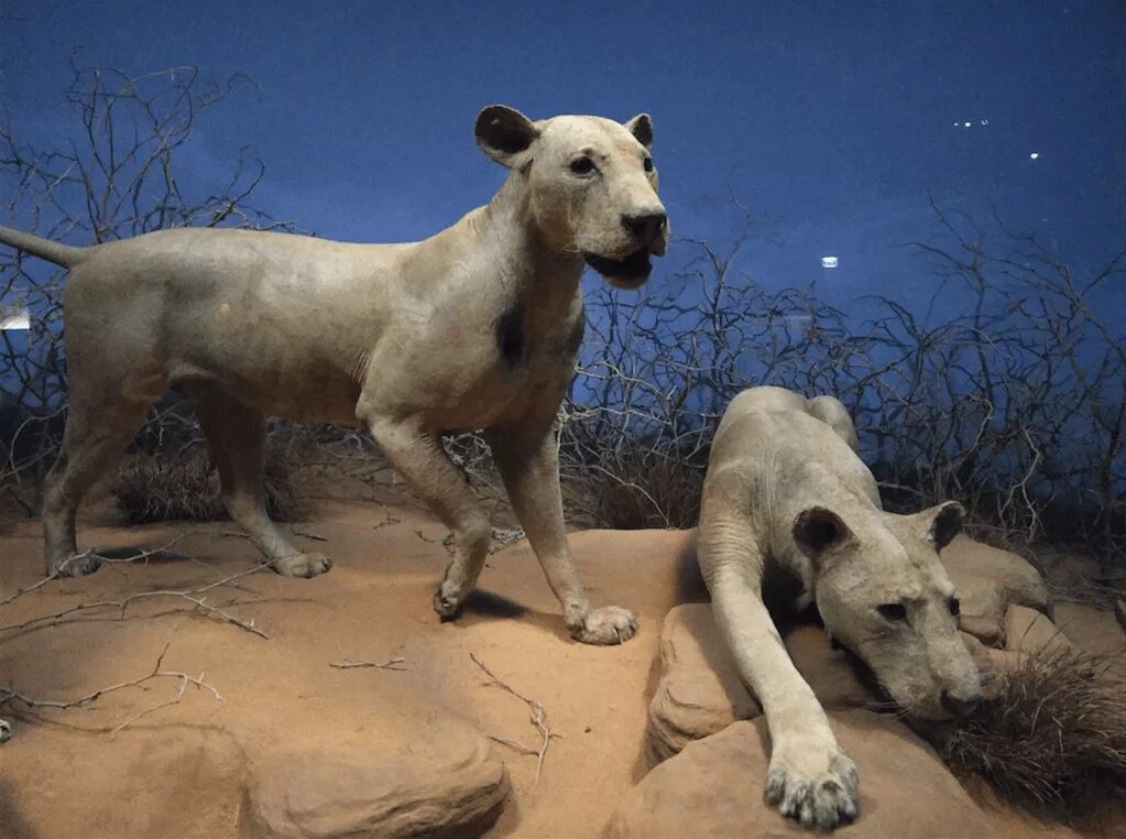 Призрак и тьма в музее чикаго фото The Man-Eaters: Tsavo Lions at the Field Museum UrbanMatter