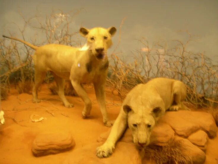 Призрак и тьма в музее чикаго фото Museum of Natural History, Chicago (lions of Tsavo- lions that the movie The Gho