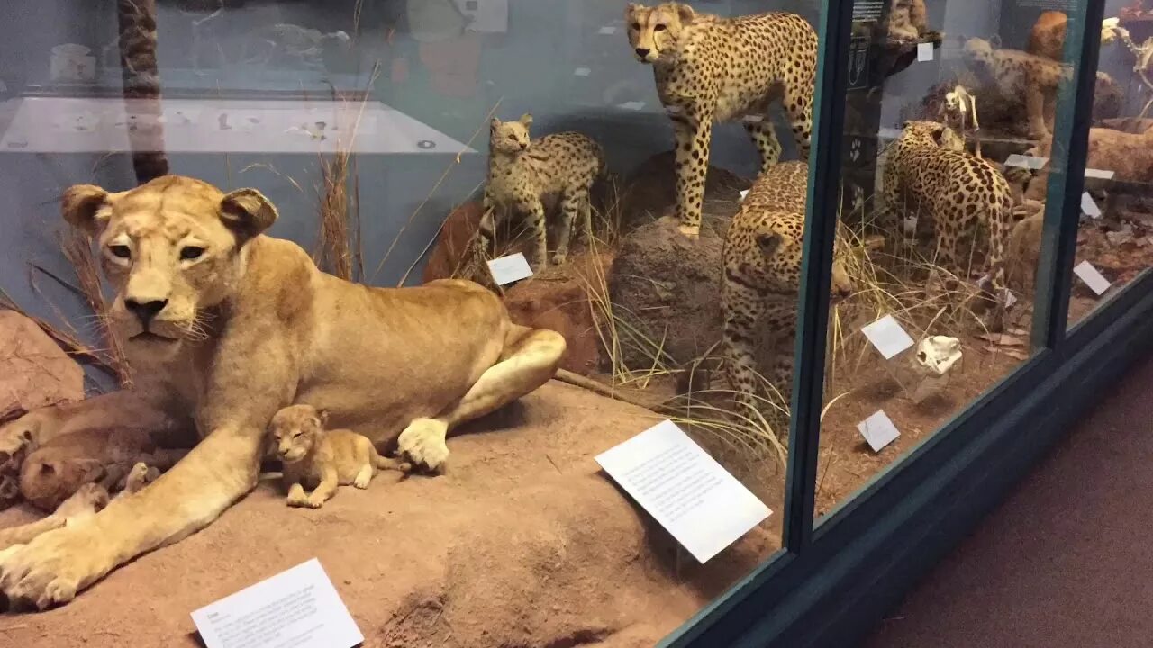 Призрак и тьма в музее чикаго фото Chicago Field Museum Ghost and the Darkness Tsavo - YouTube