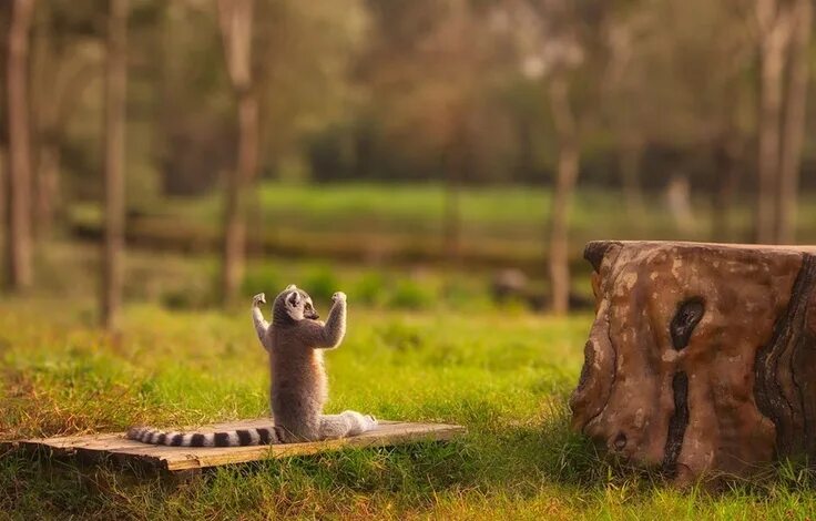 Про бодрое утро картинки прикольные Manly Lemur Funny animals, Cute animals, Animals