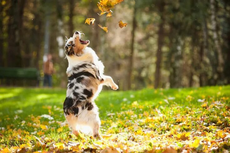 Про фото дня Australian shepherd Appearance, Characteristics and HD photos Australian shepher