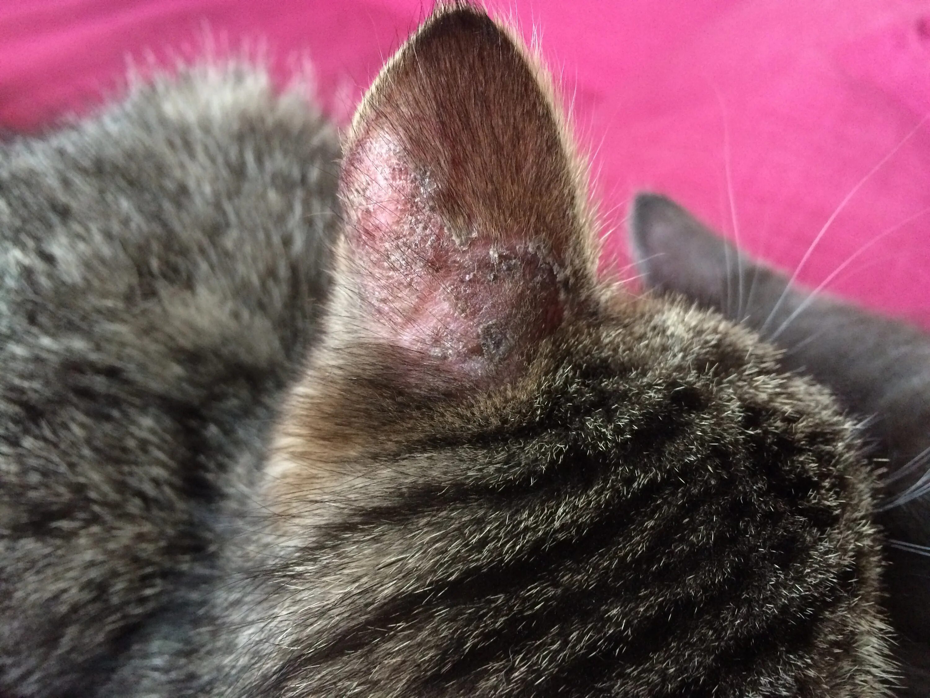 Про лишай у кошек и фото signs of ear mites in kittens Purchase - 65