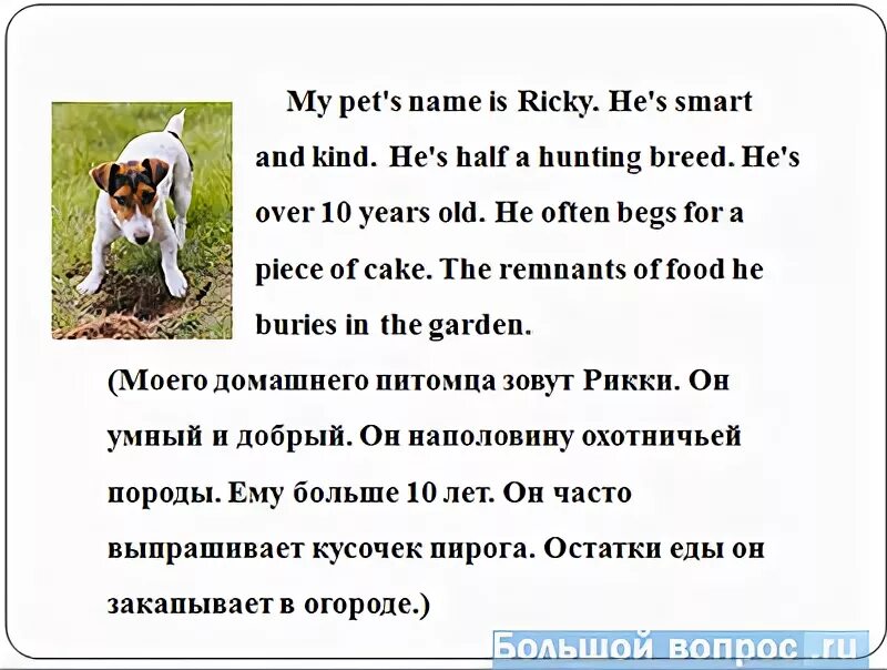 Про своего домашнего Как сделать презентацию на английском языке о домашнем питомце - 5 класс?