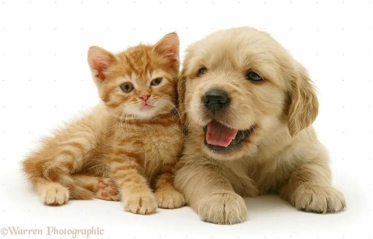 Про своих домашних питомцев cute puppies and kittens - Google Search Cute puppies and kittens, Kittens and p