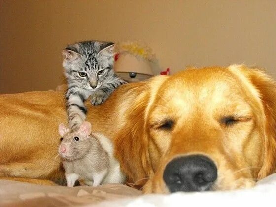 Про своих домашних животных kitty what are you doing Unlikely animal friends, Cute rats, Animals friendship