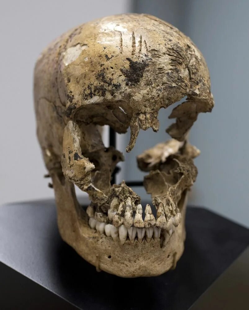 Пробитый череп фото CSI Jamestown: Anthropologists lay out evidence of colonial cannibalism - Cosmic