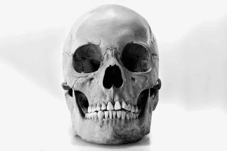 Пробитый череп фото Skull, Human skull, Skull reference